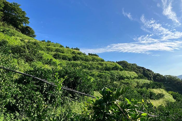 生育状況の把握